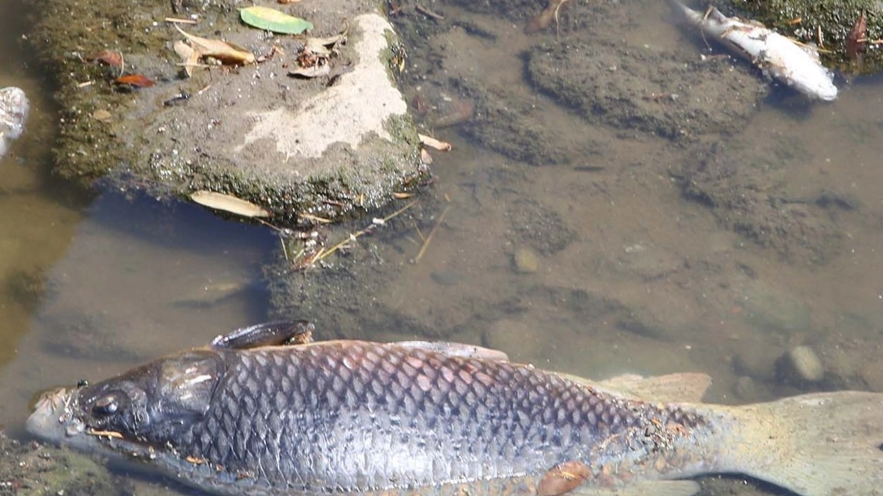 Un pesce morto nel Seveso 