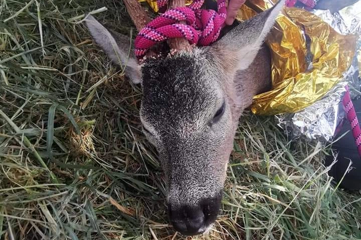 Il cervo salvato a Gaggiano