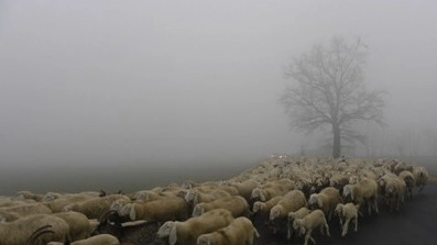 Pecore nella nebbia
