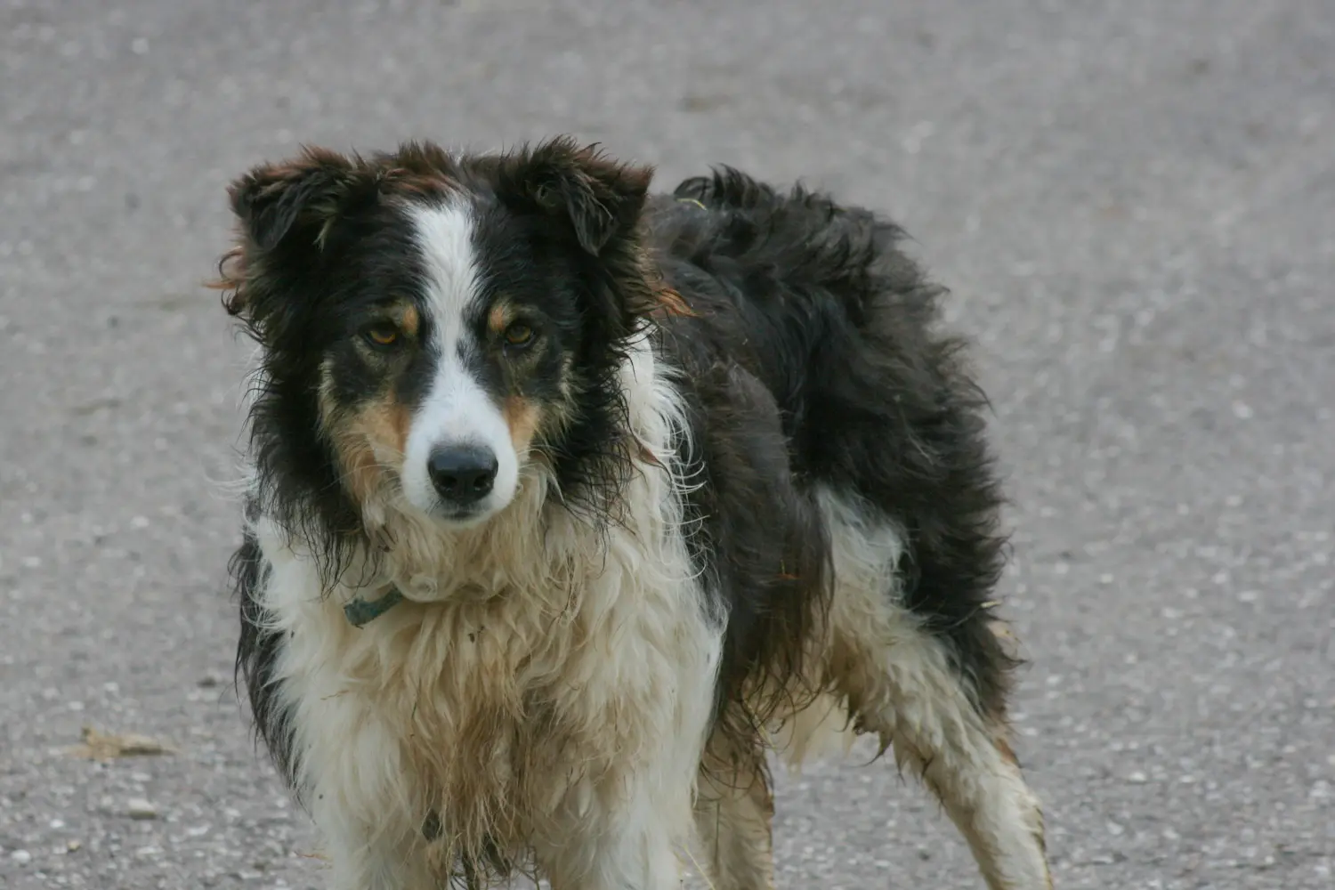 Aggredito da cane randagio a Candia Lomellina: 42enne ferito gravemente al volto