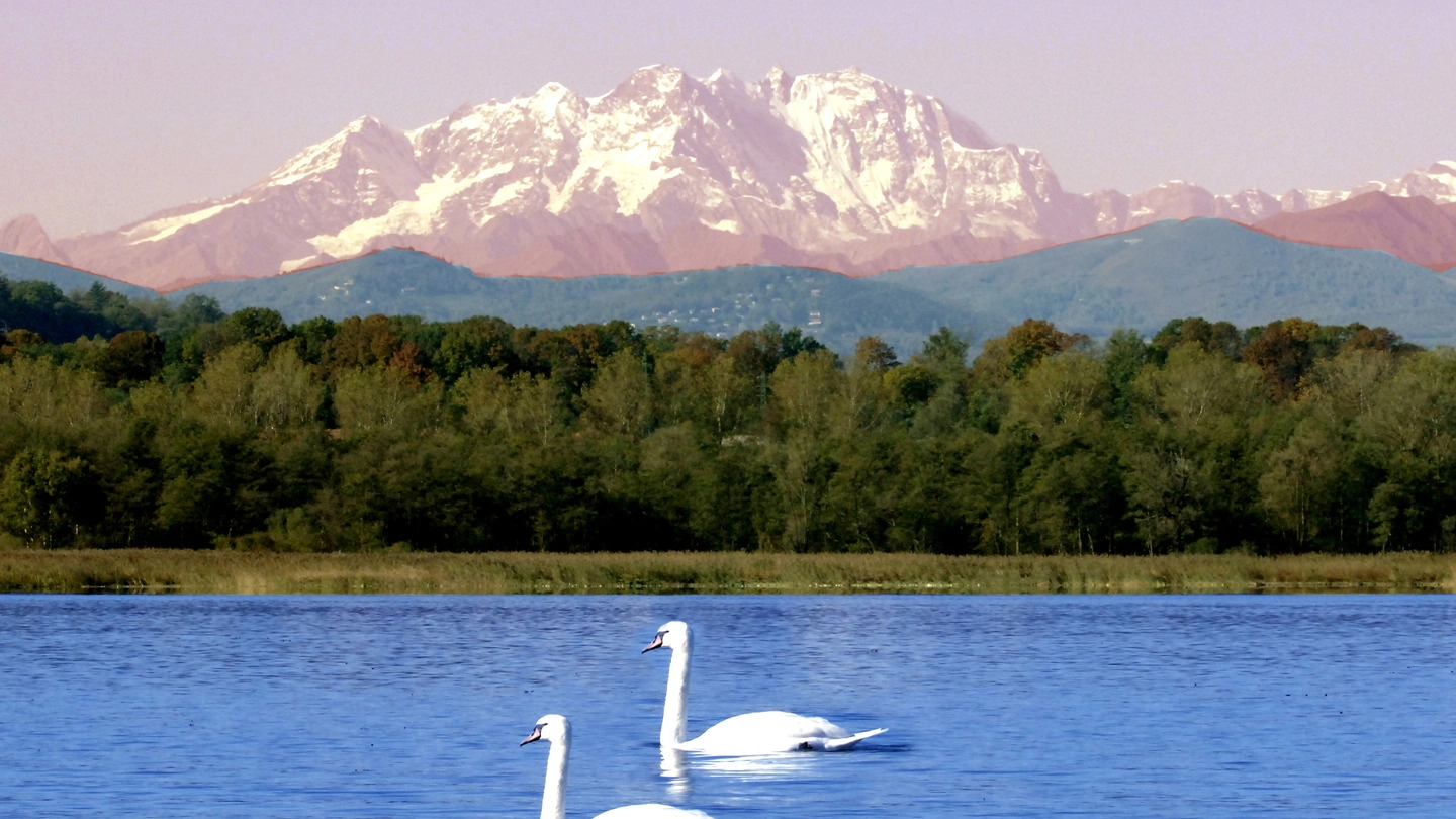 Cigni sul lago di Varese col Monte Rosa sullo sfondo