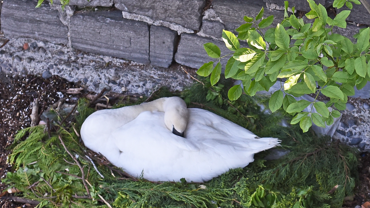 Il cigno cova le uova 