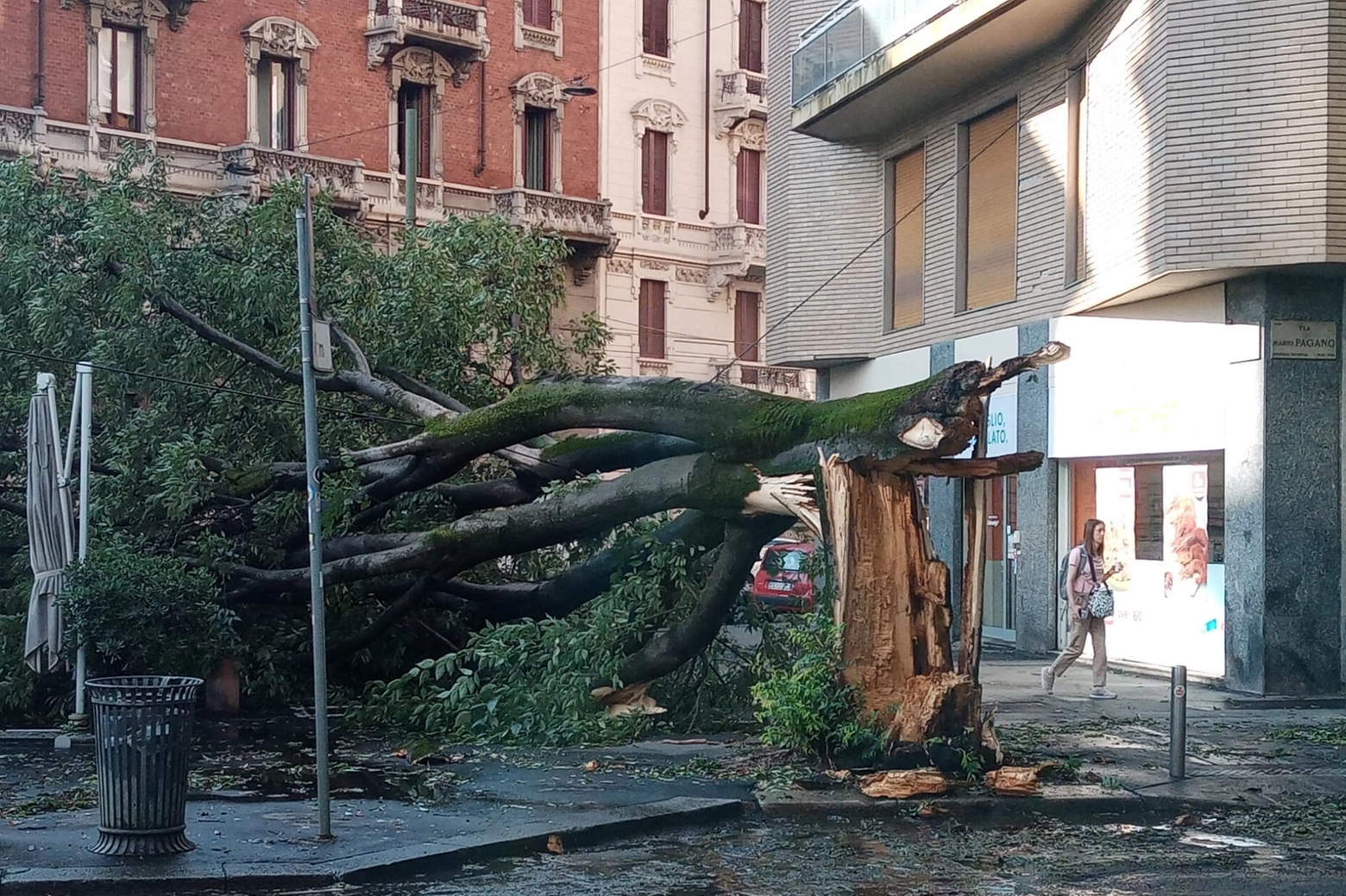 L'ennesimo albero distrutto da vento e pioggia