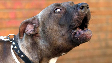 Un cane di razza pitbull Un cane di razza pitbull