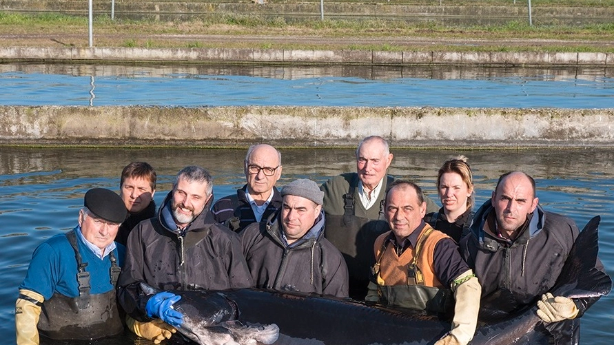 Goito, dalle mucche alle vasche di storioni: le sfide vinte della fattoria Naviglio
