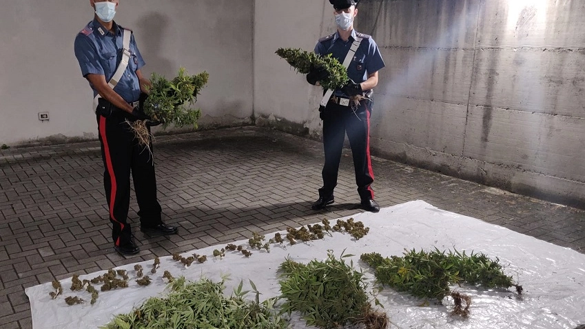 Le piante di marijuana sequestrate dai carabinieri