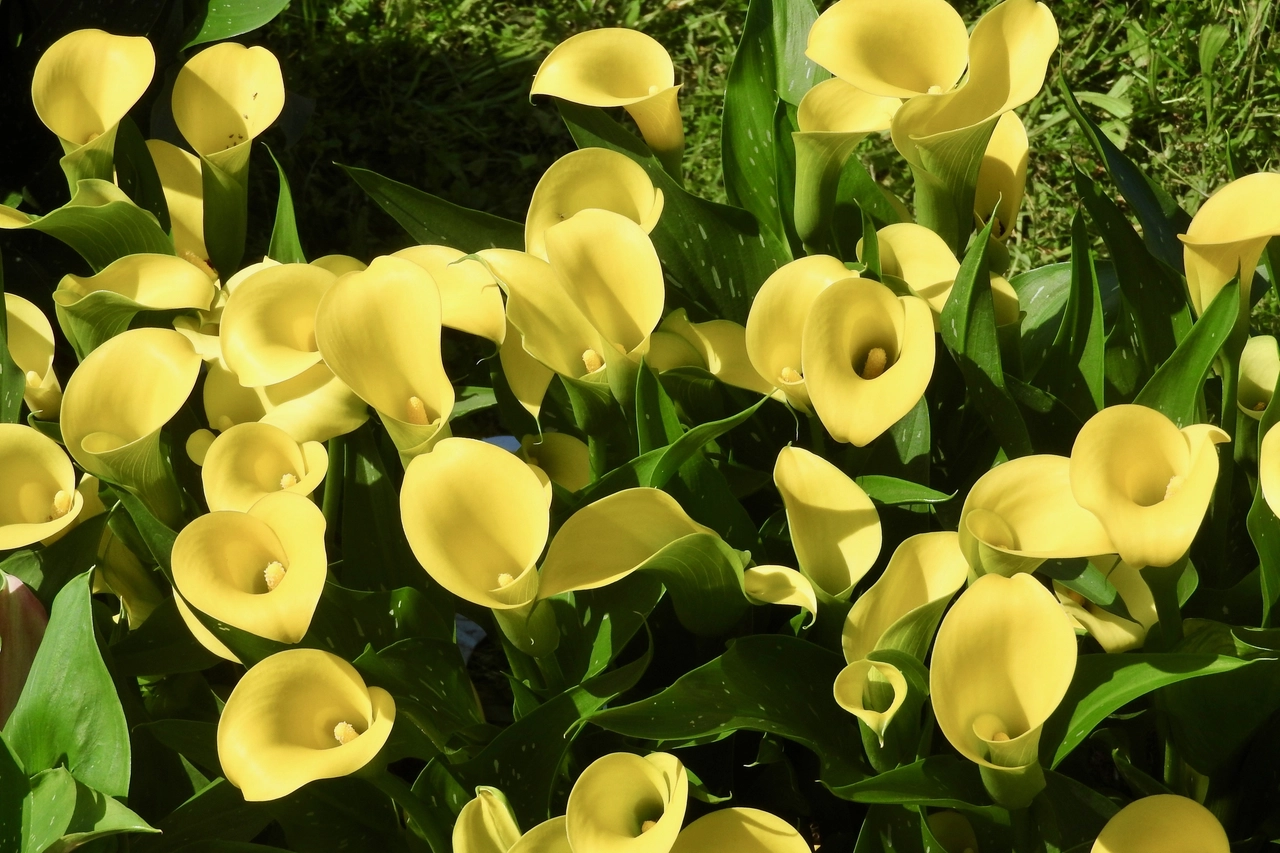 Fiori a Villa Burba