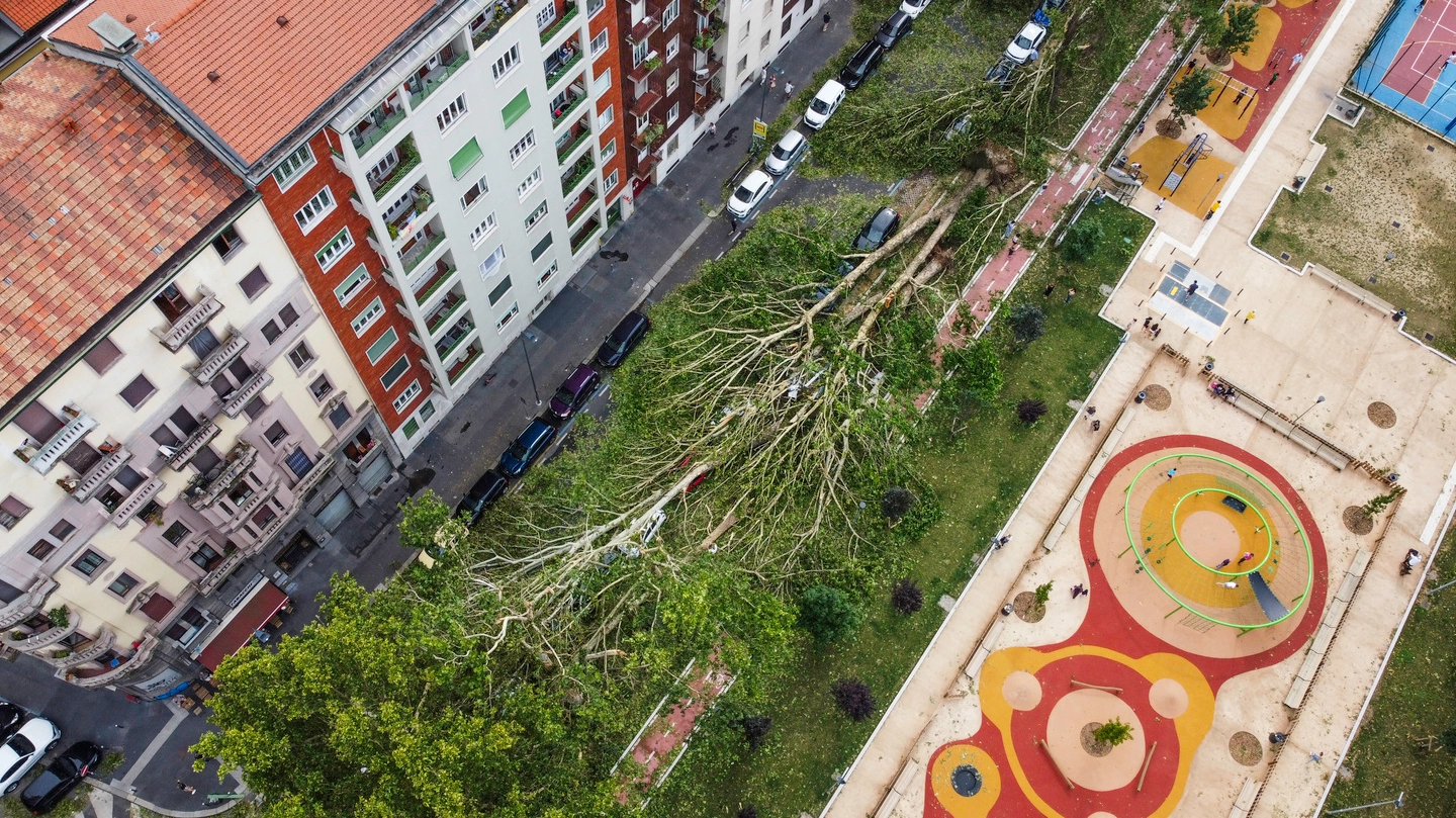 Viale Argonne a Milano, dove gli alberi abbattuti dalla tempesta di luglio hanno devastato l’area verde sistemata dopo i lavori M4