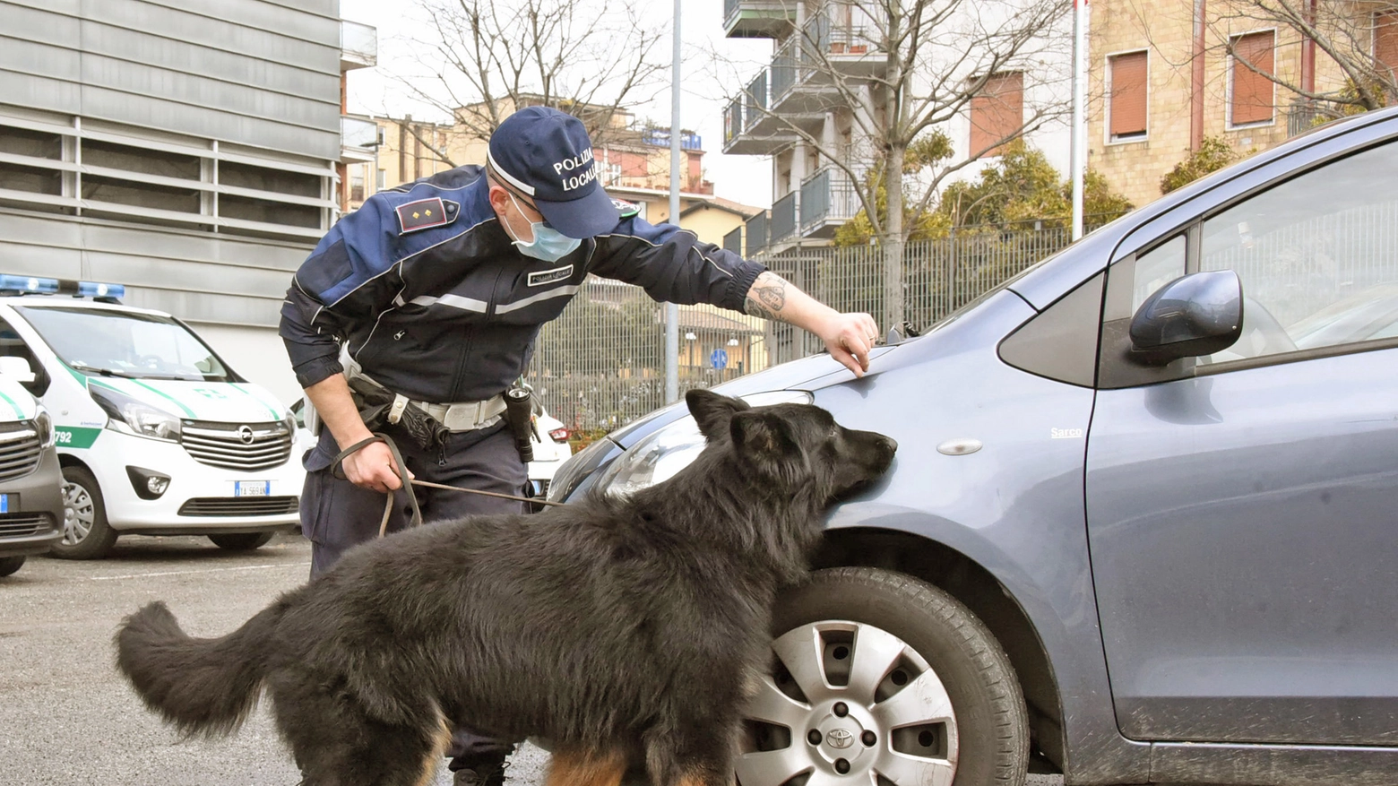 Tenai, il cane antidroga della Polizia locale di Bergamo