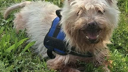 Cervino, il maltese che borbotta Cervino, il maltese che borbotta