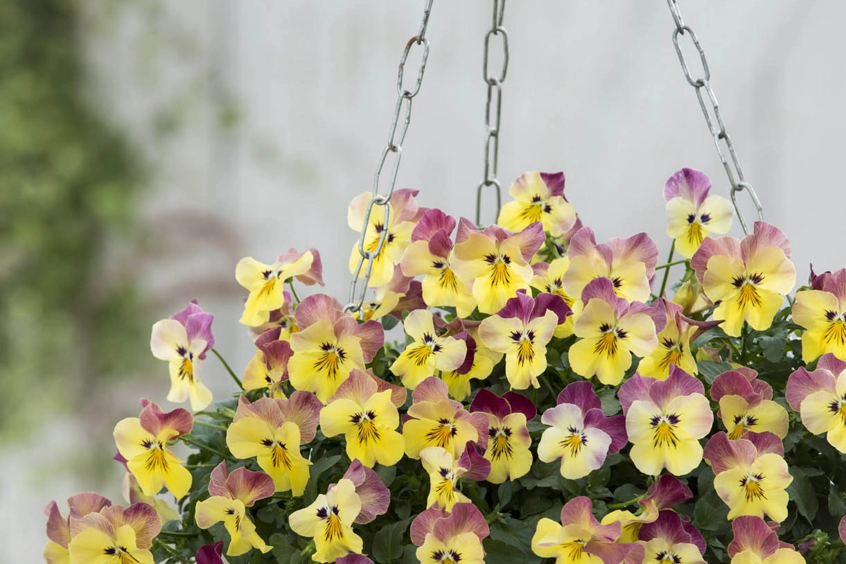 Viola wittrockiana