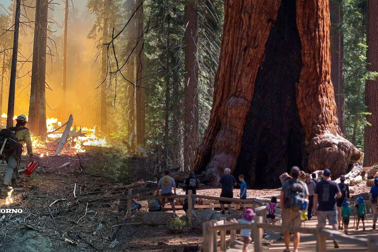Grizzly Giant, la sequoia più grande dello Yosemite Park 