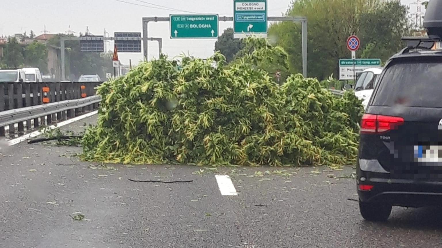 Uno degli alberi caduti sulla Tangenziale Est