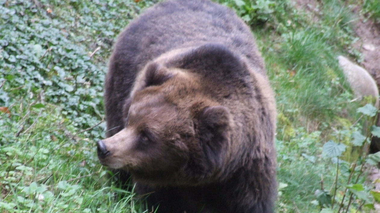 L'orso