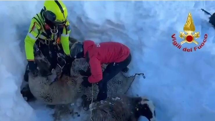 Pecore intrappolate in mezzo alla neve. Le salvano i pompieri