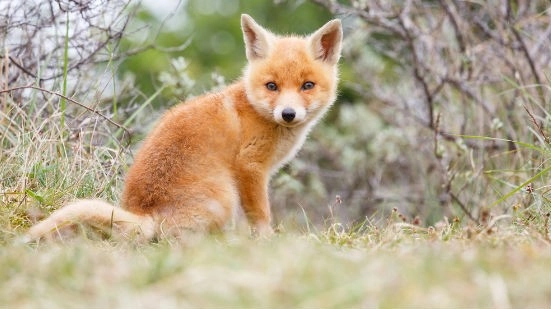 Un cucciolo di volpe