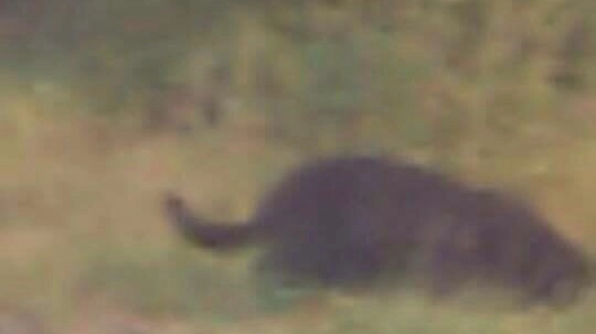 Foto della pantera avvistata nelle Torbiere d'Iseo