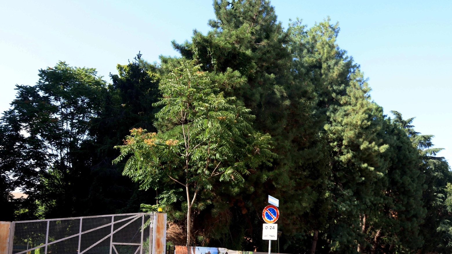 Verde e polemiche politiche  Grandi stavolta gioca d’anticipo  "Salvati 48 alberi in via Tacito"