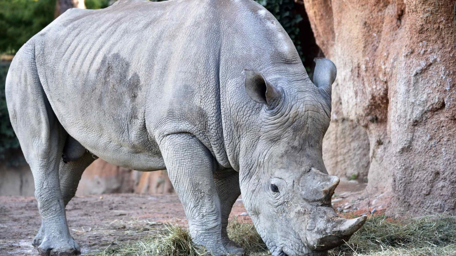 Pancho, il rinoceronte bianco