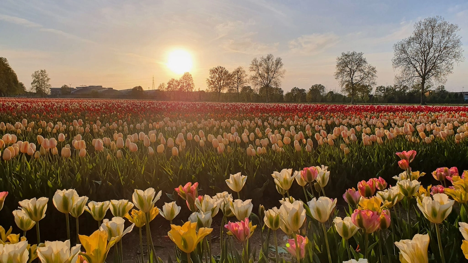 Campo di tulipani di Arese