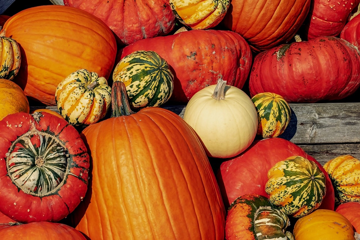 Sagre della Zucca