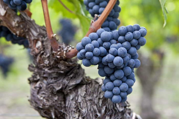 UVA CABERNET
