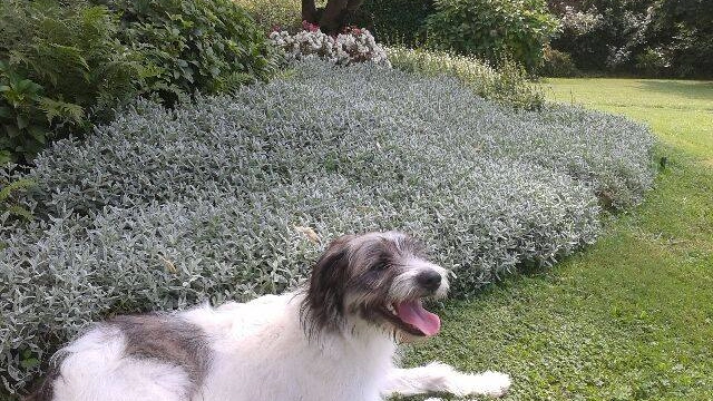 Il cane Boff nel giardino della nuova casa a Vimercate (Facebook)