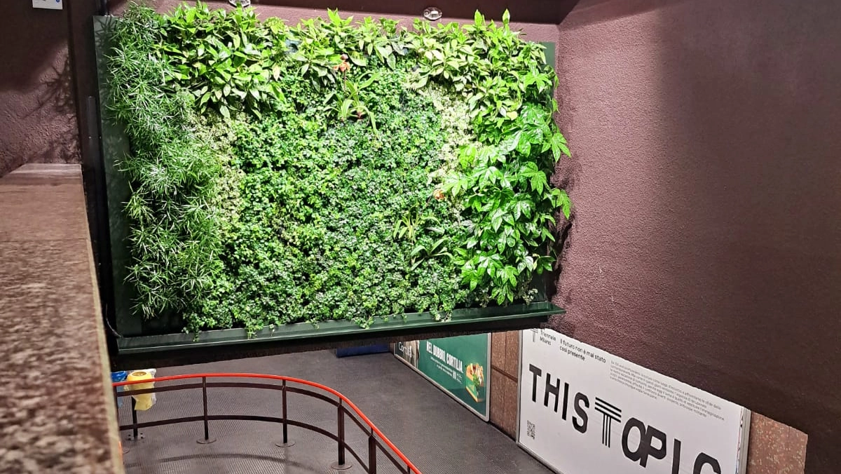 La parete verde nella stazione Cairoli della M1