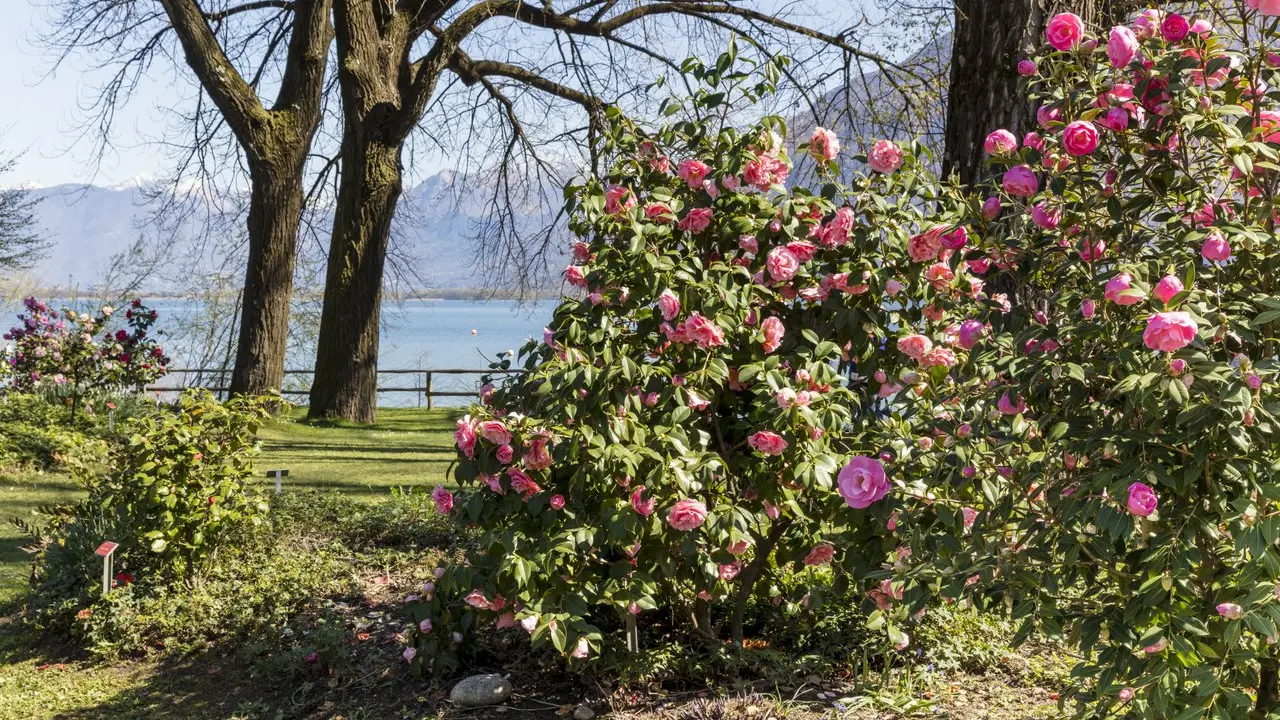 Parco delle Camelie di Locarno
