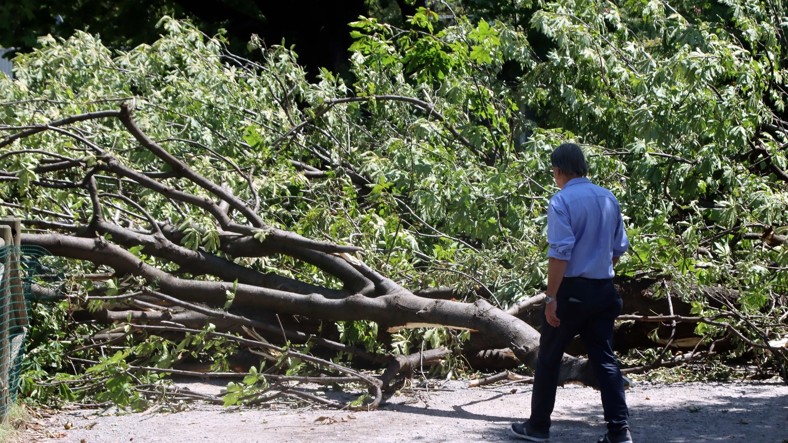 Alberi abbattuti dal maltempo a Milano