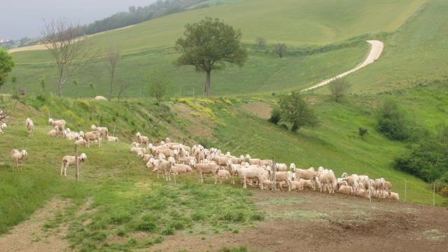 Un gregge di pecore al pascolo