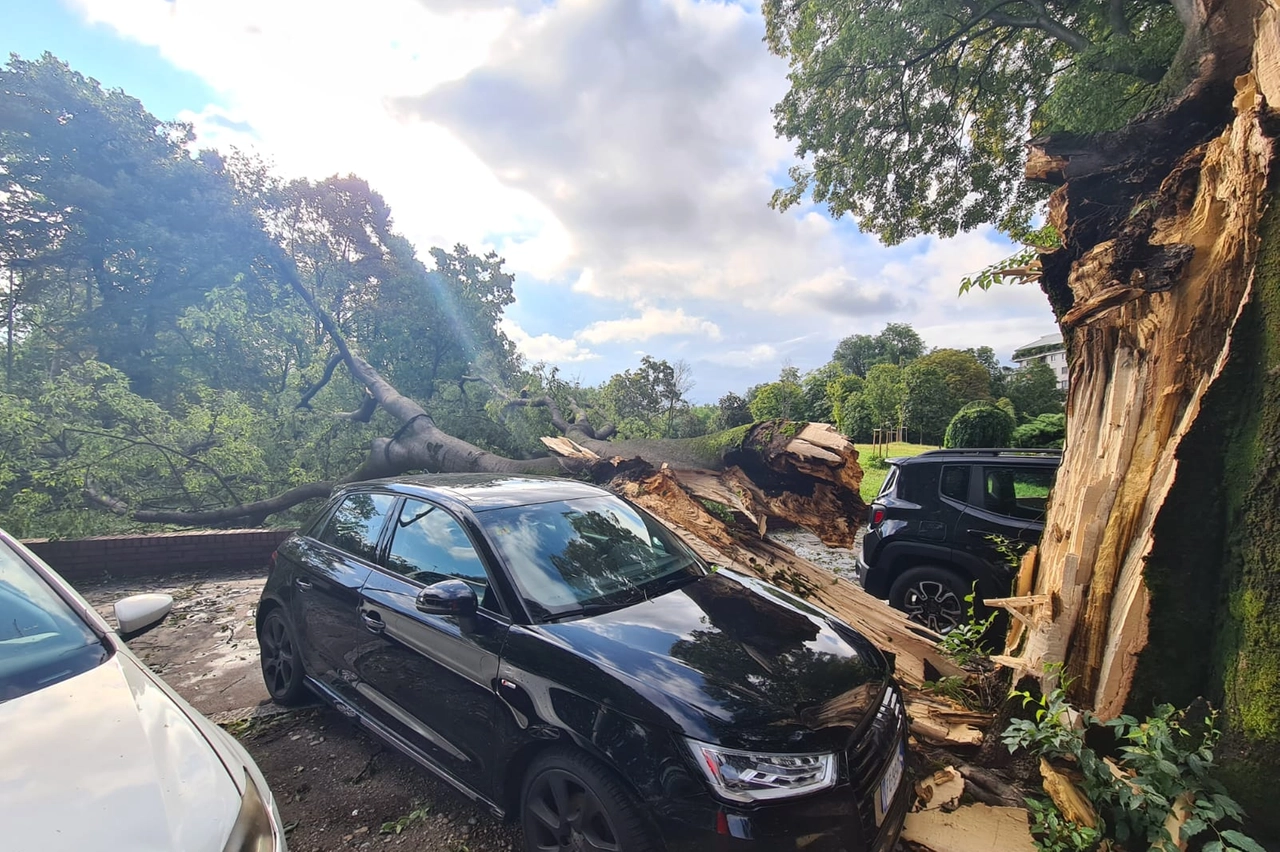 Alcune auto travolte dagli alberi