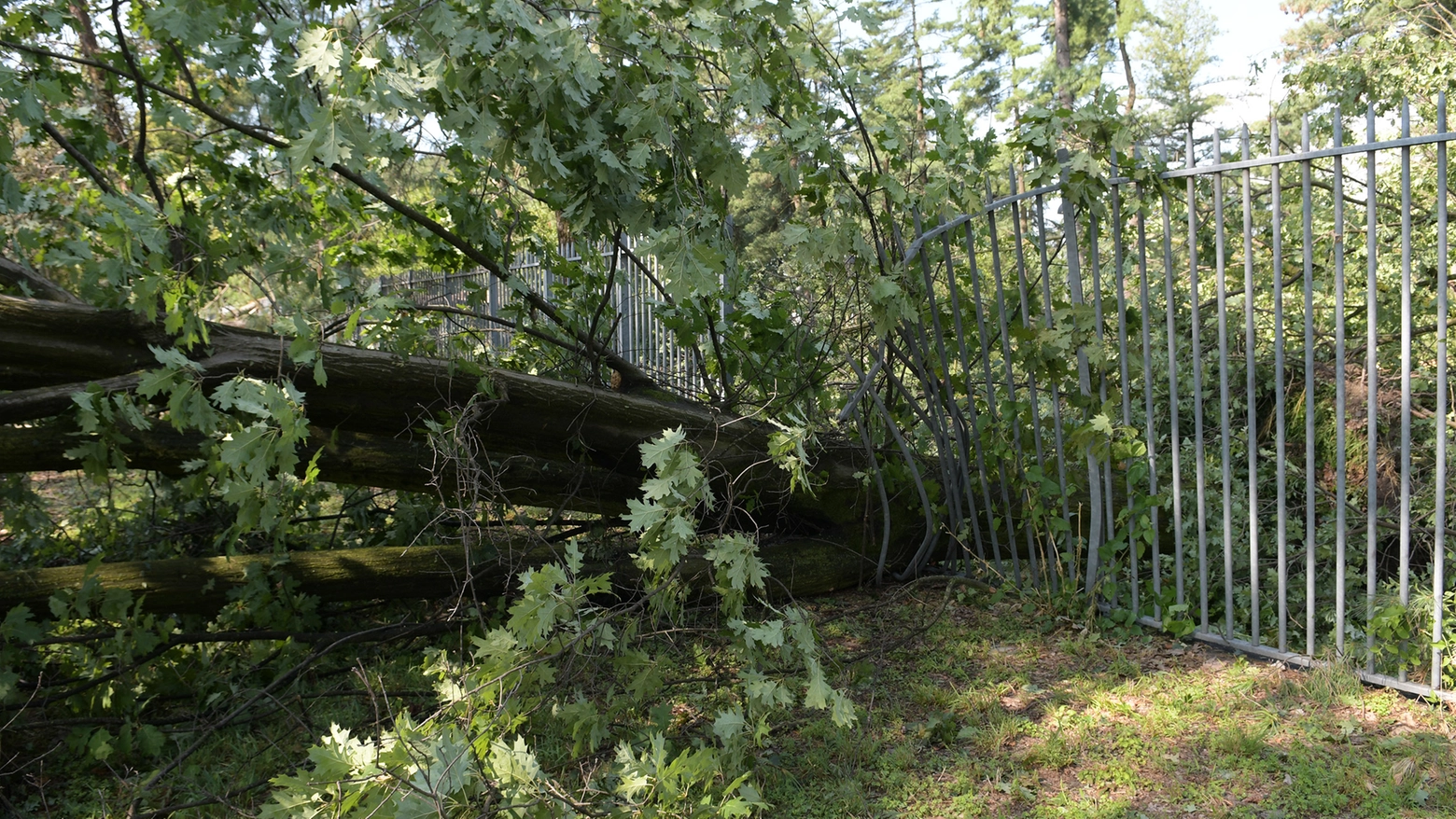 L'albero caduto sulla recinzione del parco dell'Idroscalo