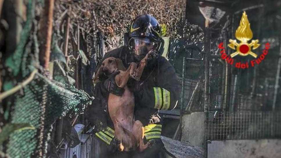 I pompieri mentre salvano i cani