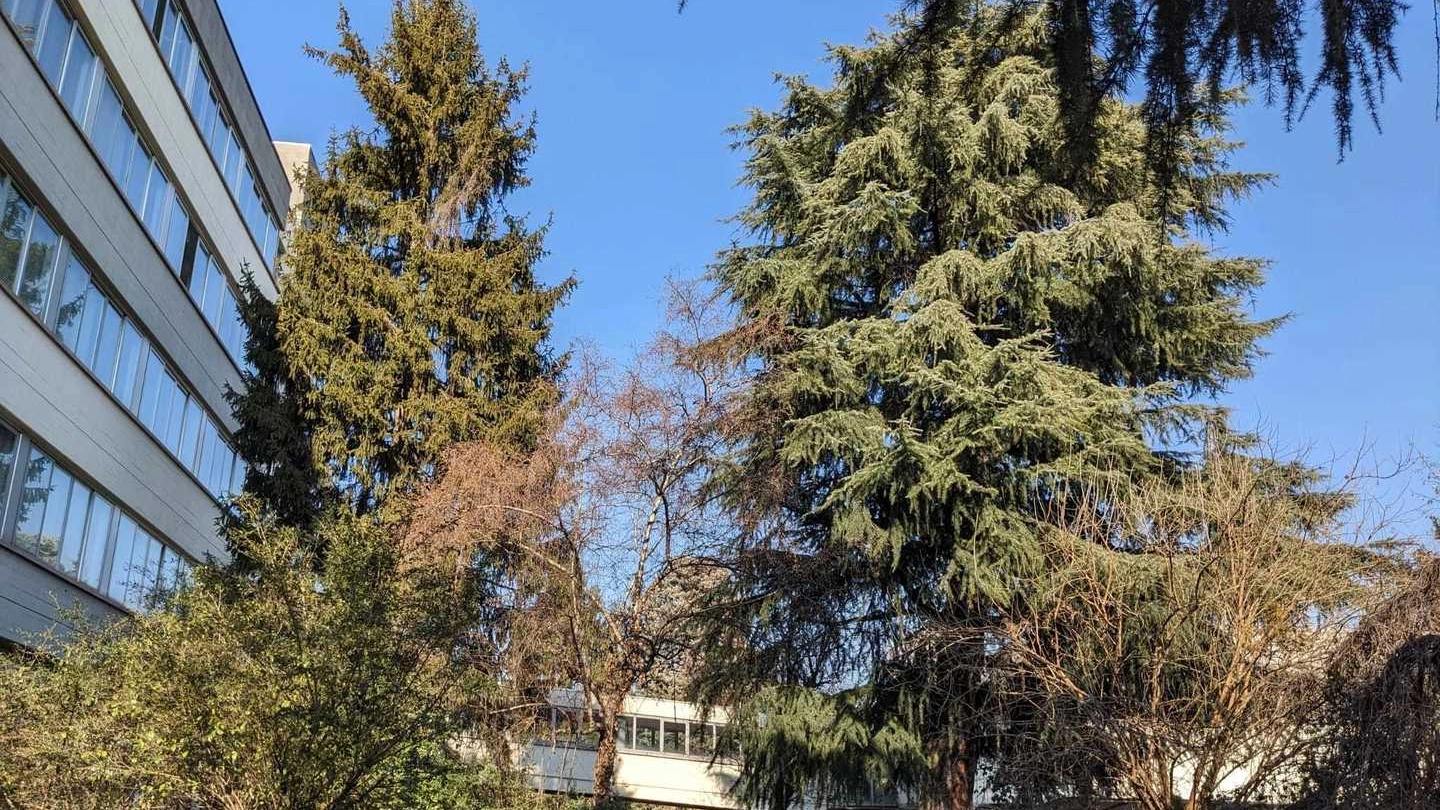 Il cedro del Libano nel cortile del liceo Grassi di Saronno