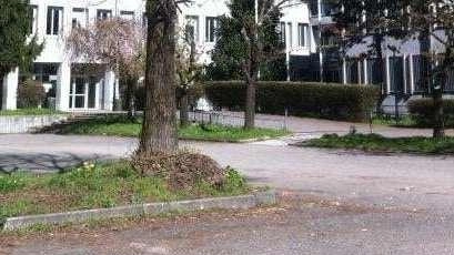 Nel nome di Sofia Castelli. Il tributo del suo liceo: "Contro ogni violenza"