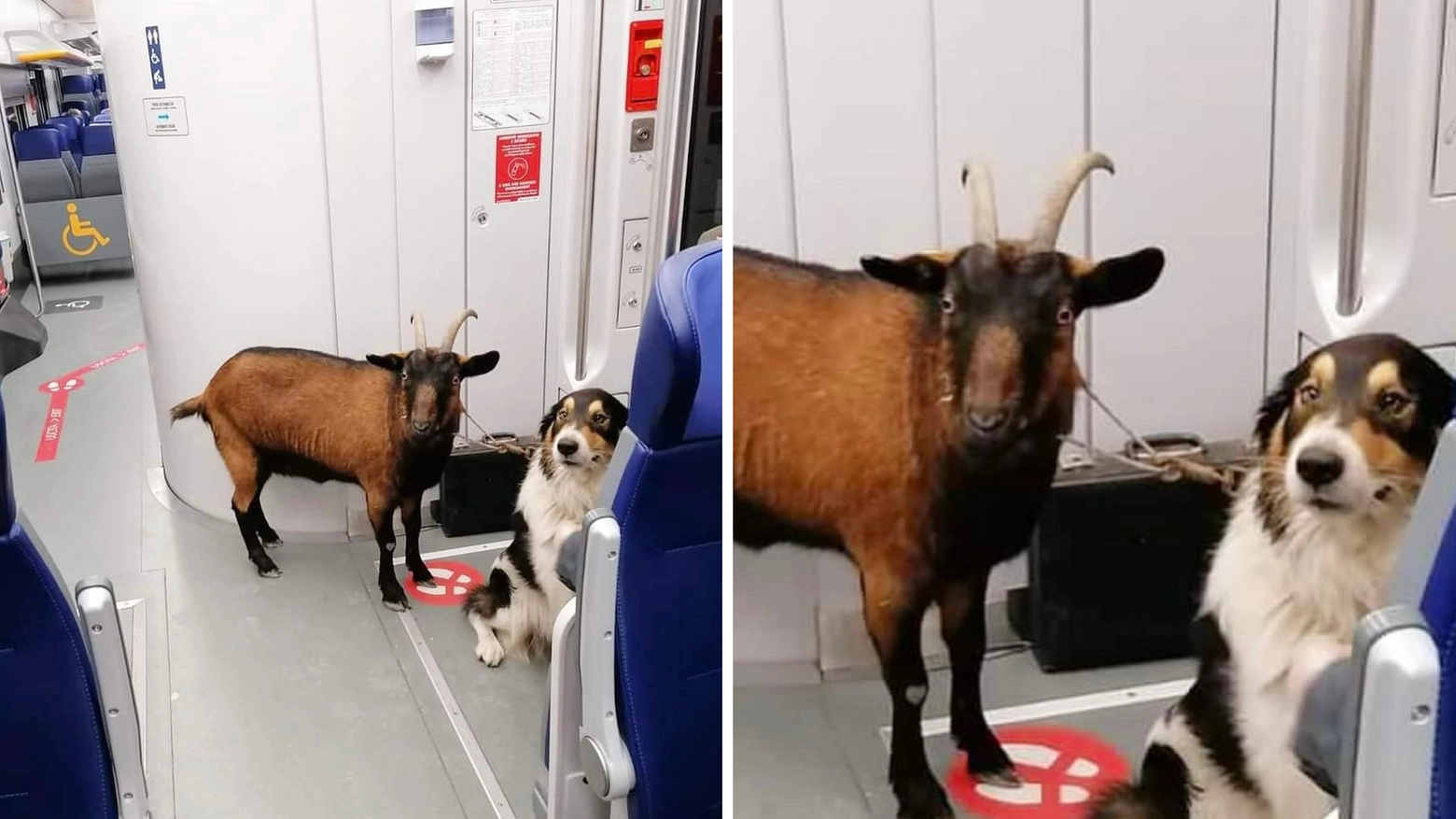 La capra fotografata sul treno