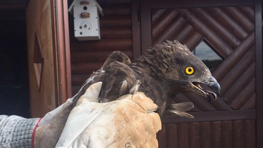 Il falco curato dai veterinari della Lipu
