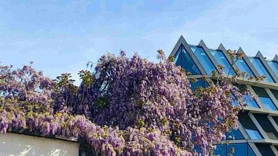 L’Anpi nazionale  "Il sindaco convochi  un tavolo tecnico  Salvare glicine e Museo"