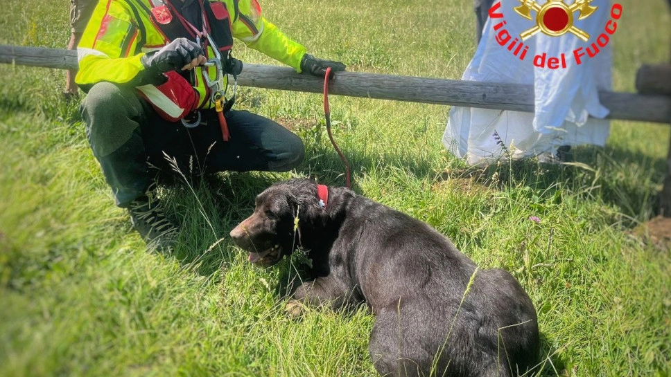 Il cane Gustavo soccorso dai vigili del fuoco