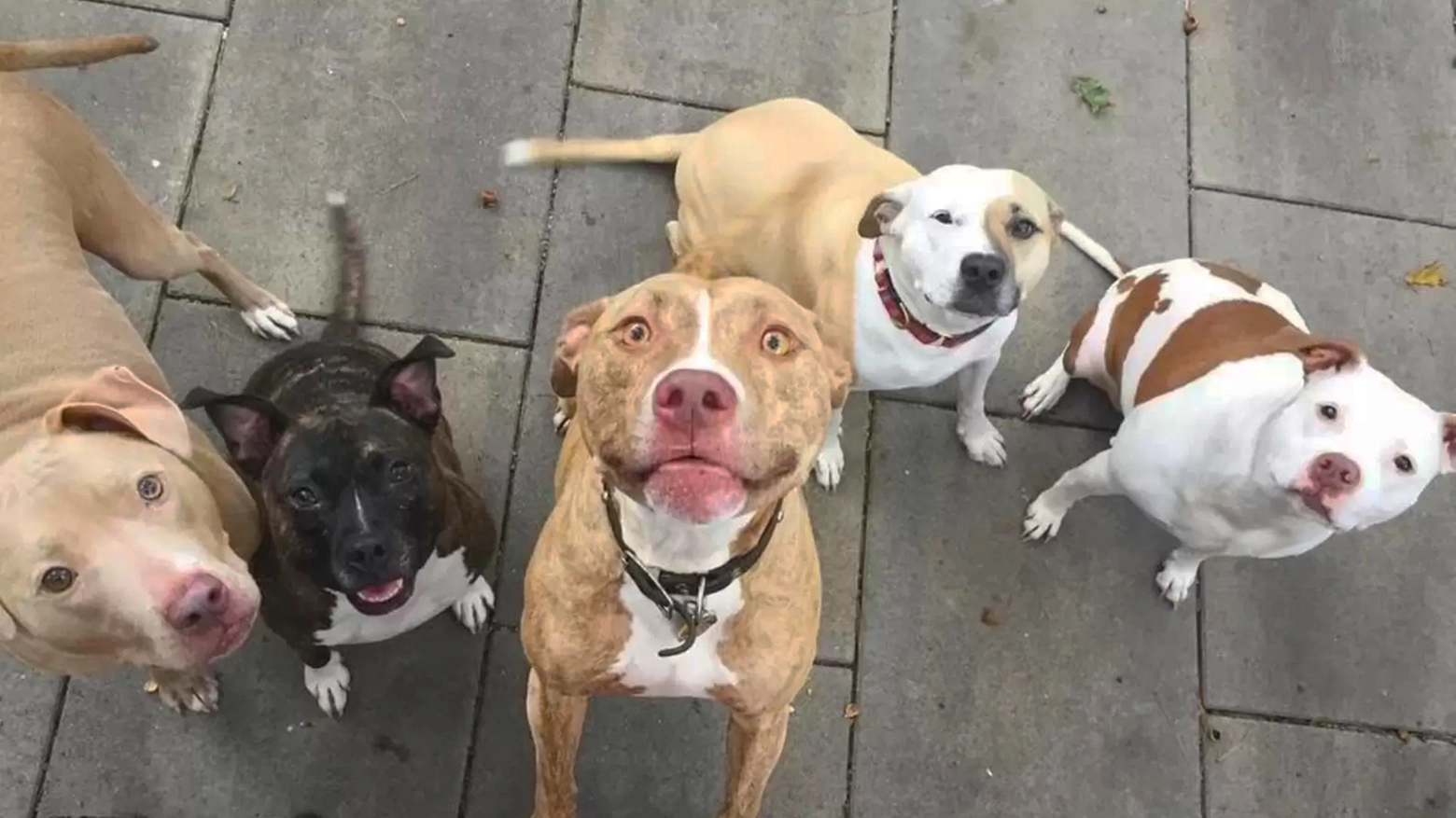 Alcuni dei cani liberati dalla Polizia locale Alcuni dei cani liberati dalla Polizia locale