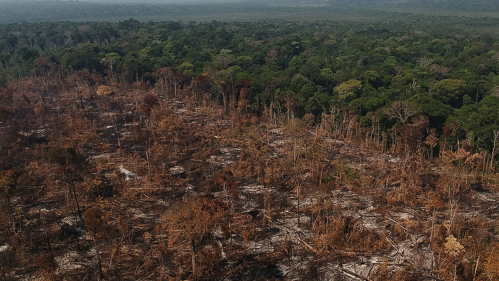 La foresta Amazzonica si impoverisce di continuo