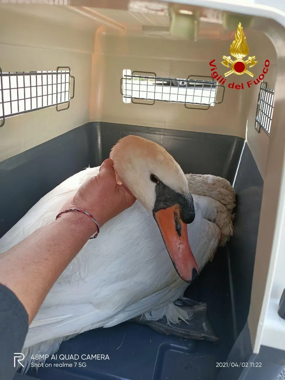 Cigno ferito, lo salvano i pompieri