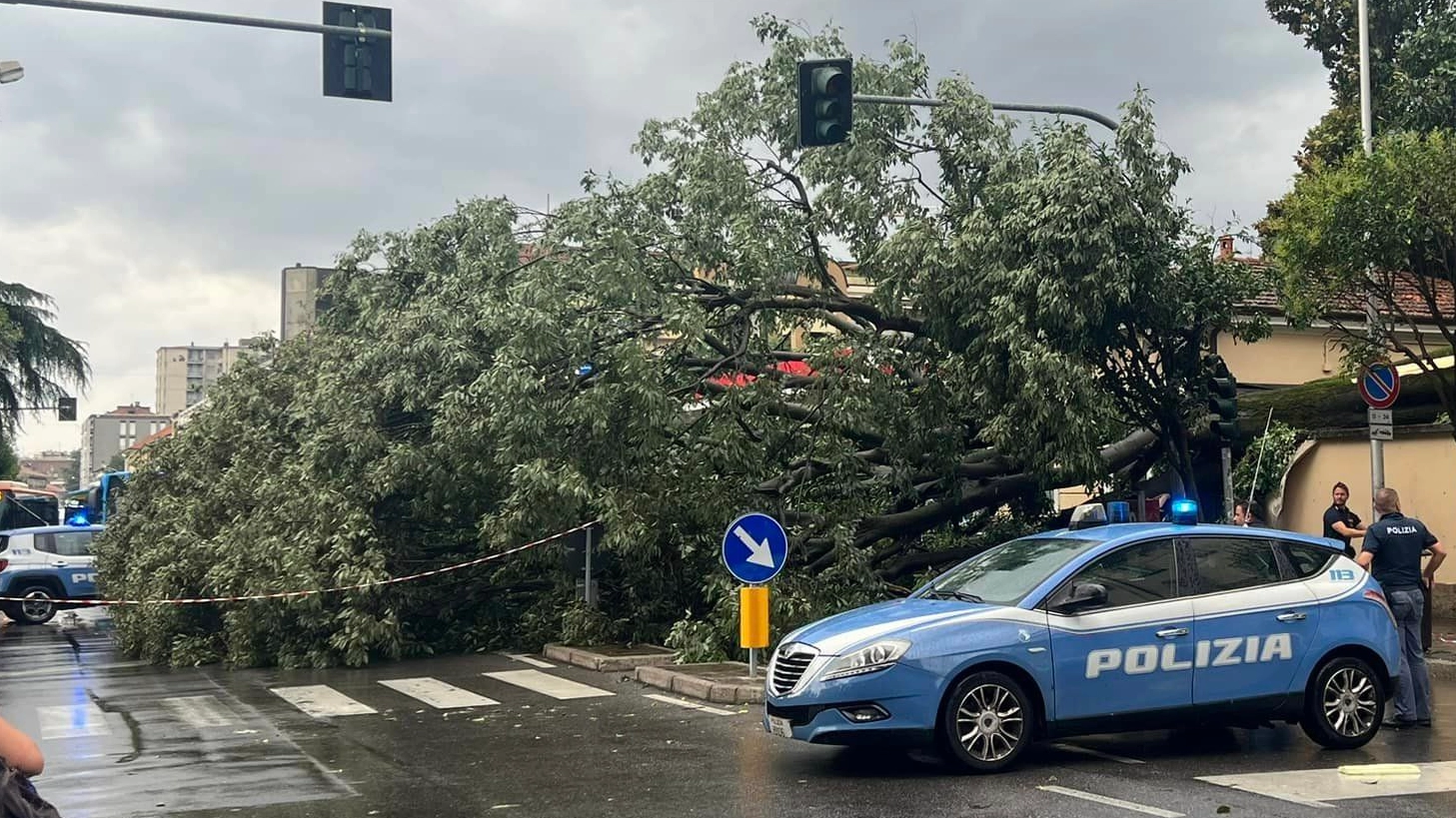 Il grosso albero caduto in corso Milano a Monza