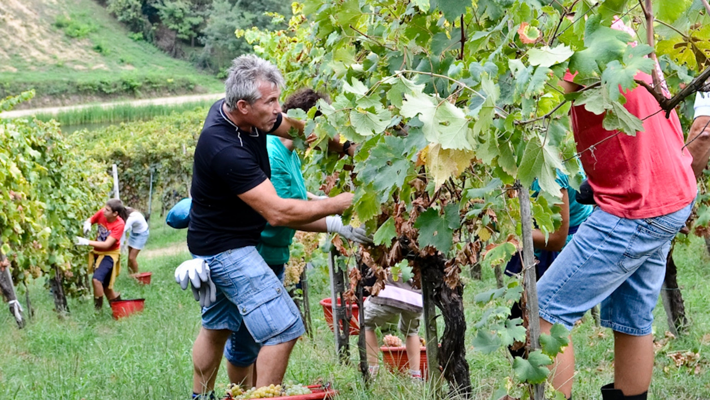 Lavoro nei vigneti in Oltrepò Pavese