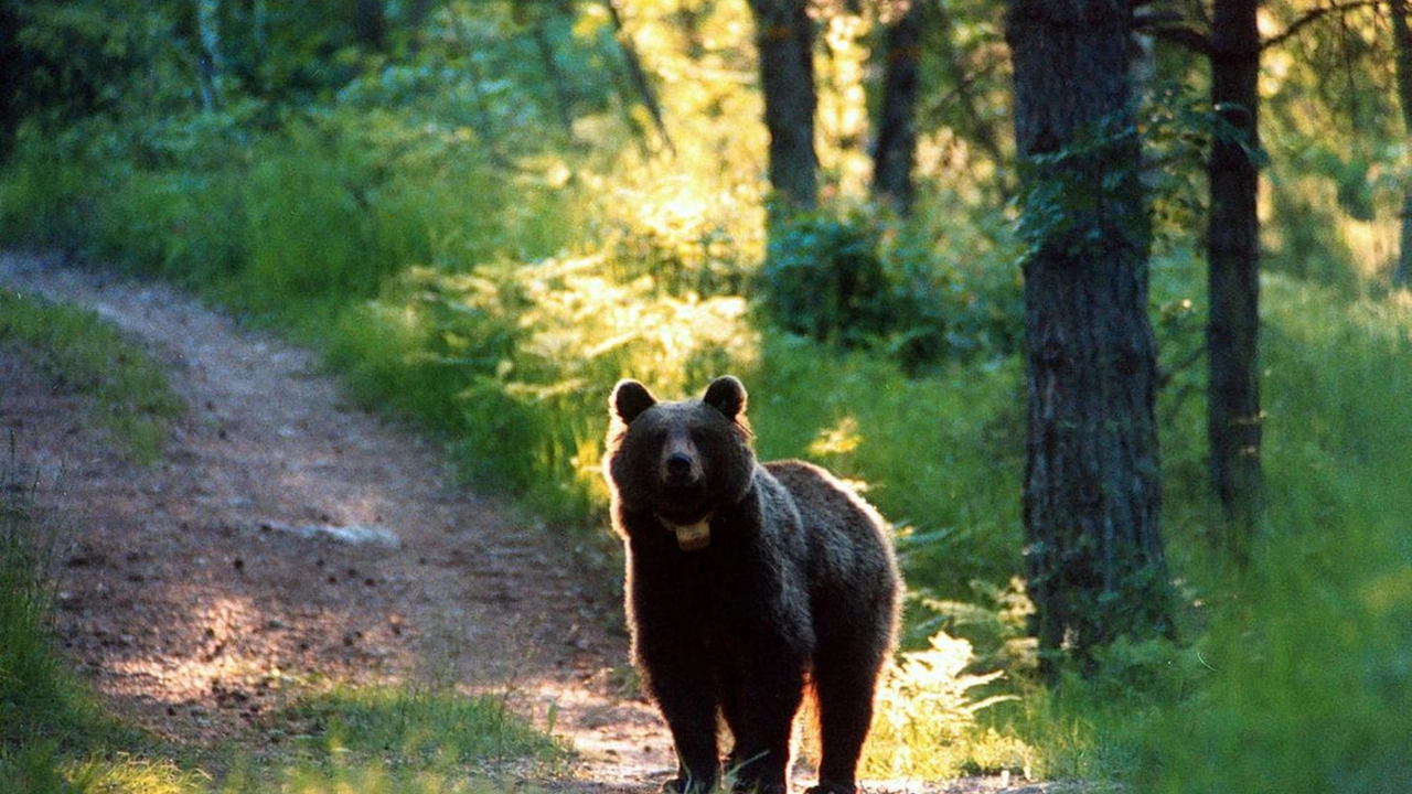 Trentino: "Un orso mi ha aggredito e morso alla testa e a un braccio". Il racconto choc