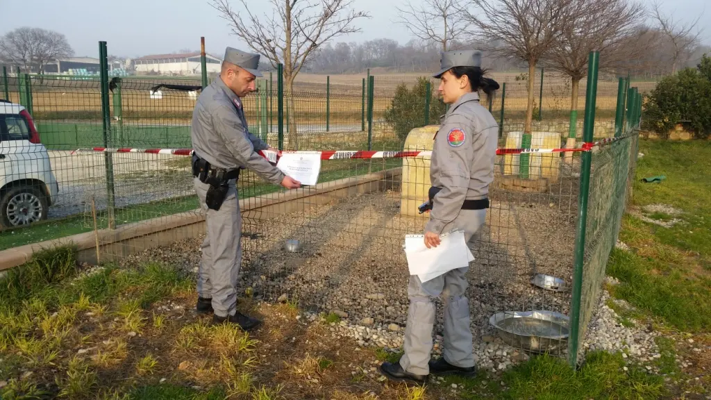 Blitz in canile, trovati otto cani con le orecchie tagliate