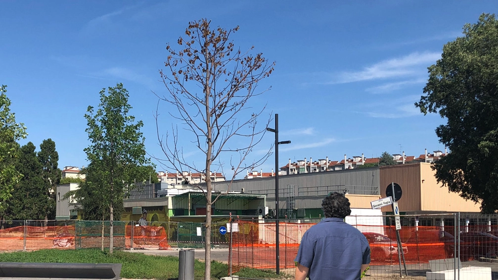 Uno dei nuovi alberi piantati in piazza Foglia ormai quasi del tutto rinsecchito 