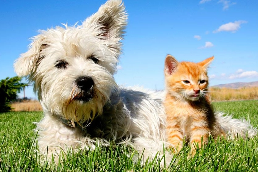 Cane e gatto