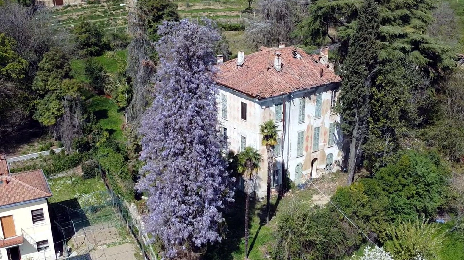 Nessuno si mobilita: addio al glicene che abbracciava il cedro centenario